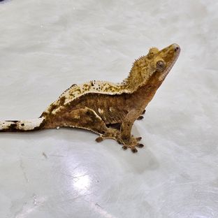 100%헷아잔틱