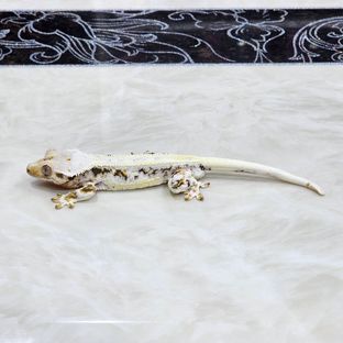 백호