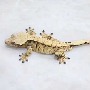 노멀 익스트림할리퀸 트라이