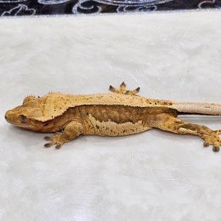 100%헷아잔틱