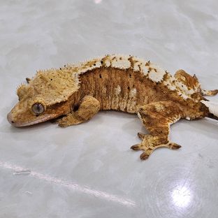100%헷아잔틱
