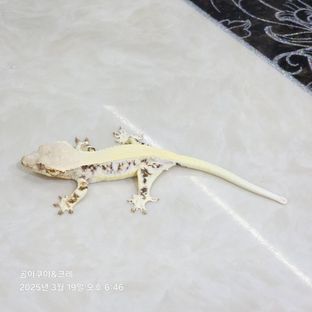 릴리화이트 트라이 솔리드백