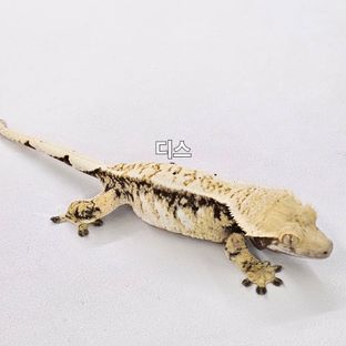 디스