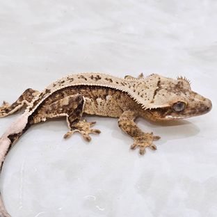 100%헷아잔틱