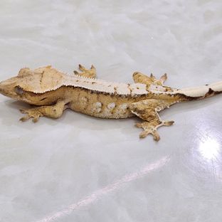 노멀