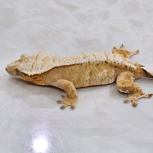 100%헷아잔틱