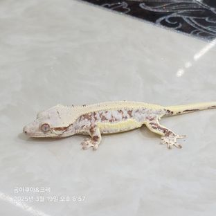 릴리화이트 레드