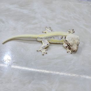 백정