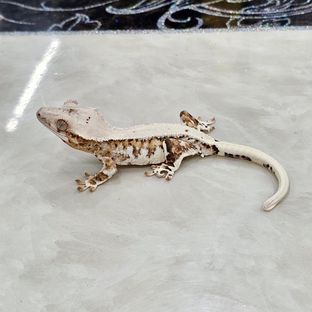 릴리화이트 트라이
