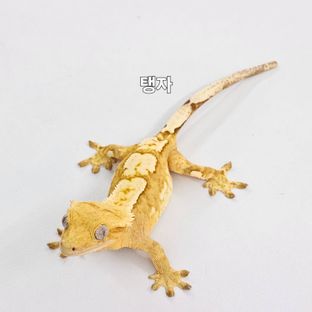 탱자