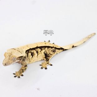 뿌우