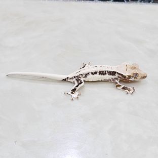 릴리화이트 트라이