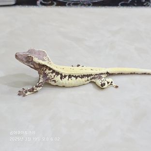 프라푸치노