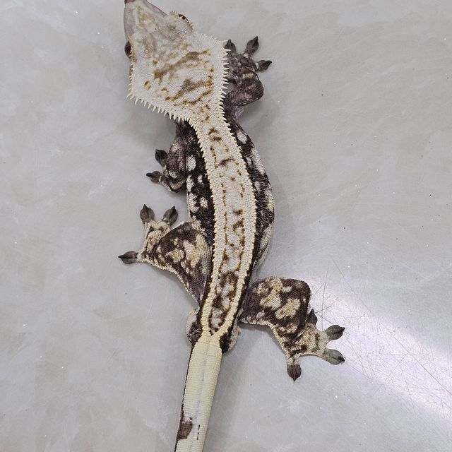 노멀
