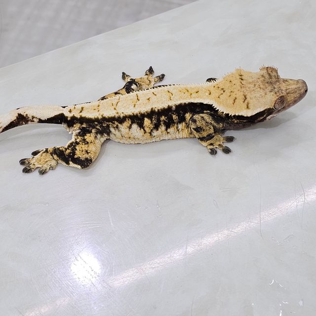 노멀