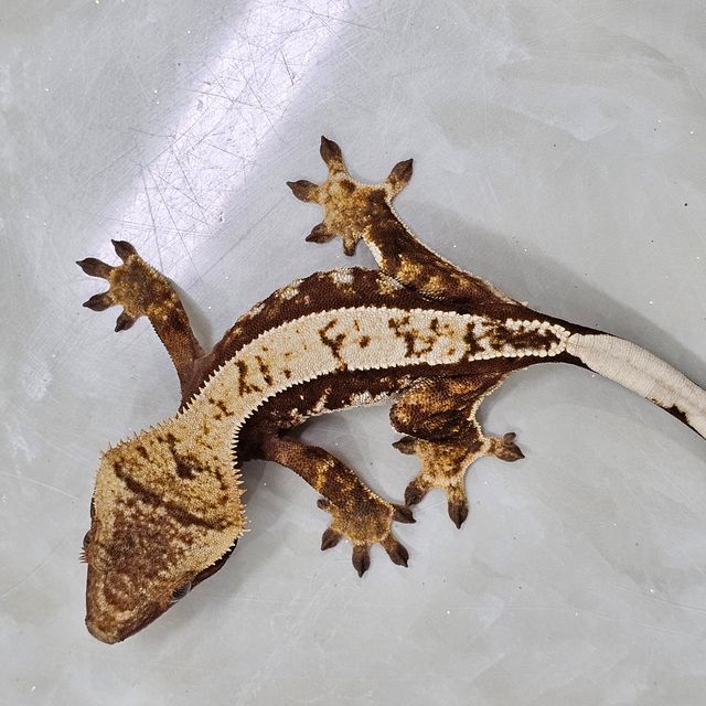 노멀 레드