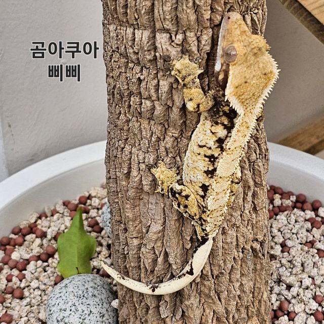 노멀 트라이 익스트림할리퀸