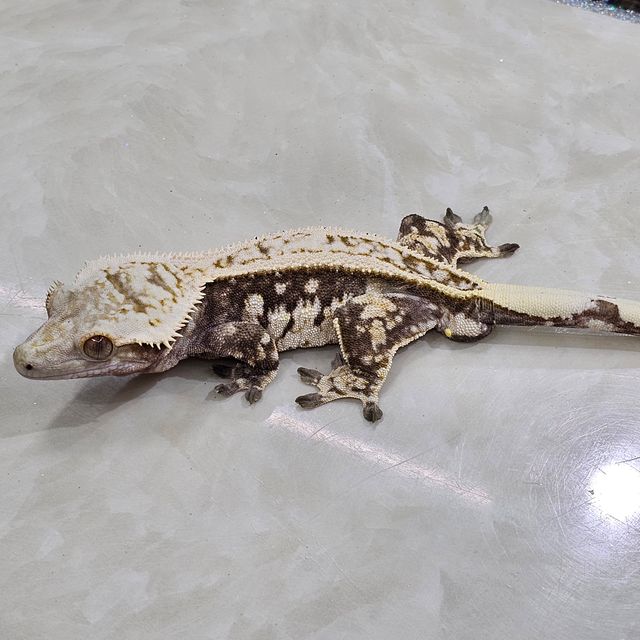노멀