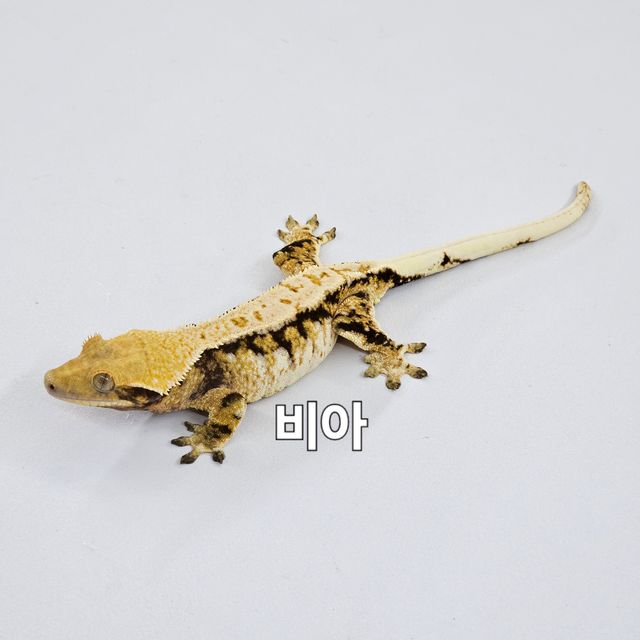 노멀 트라이 익스트림할리퀸