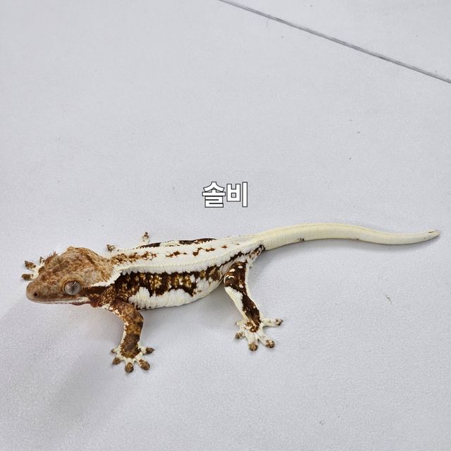 릴리화이트 트라이