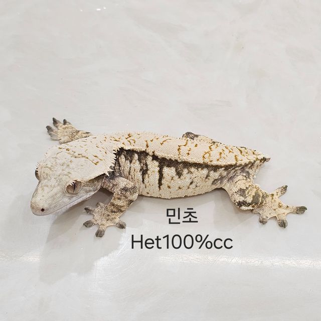 100%헷초초