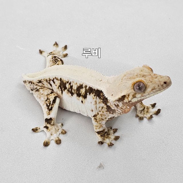 릴리화이트 트라이