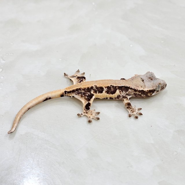 100%헷초초 릴리화이트