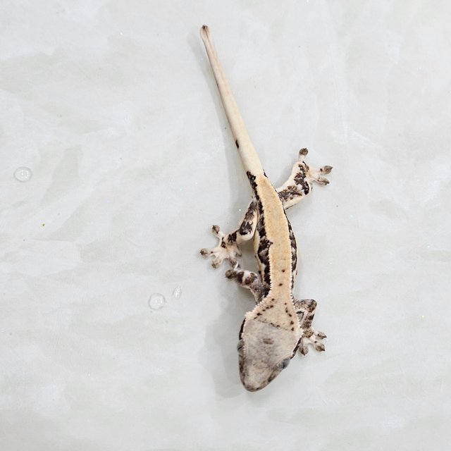 100%헷초초 릴리화이트