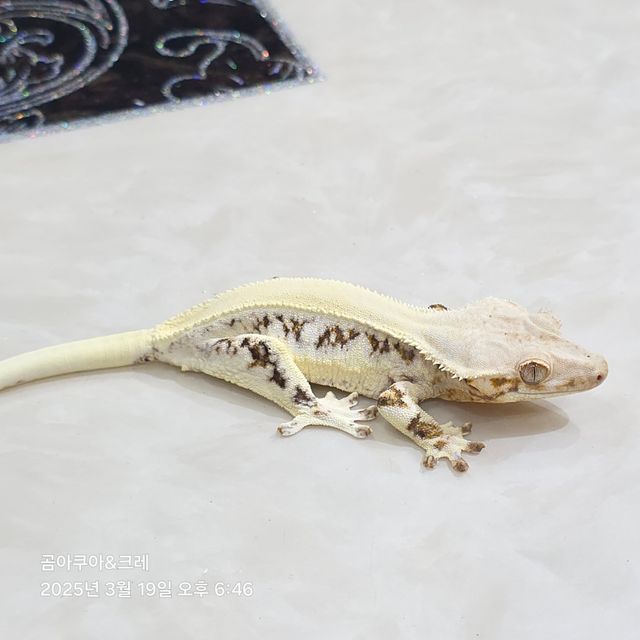 릴리화이트 트라이 솔리드백