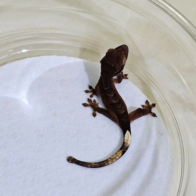 챠콜 알티
