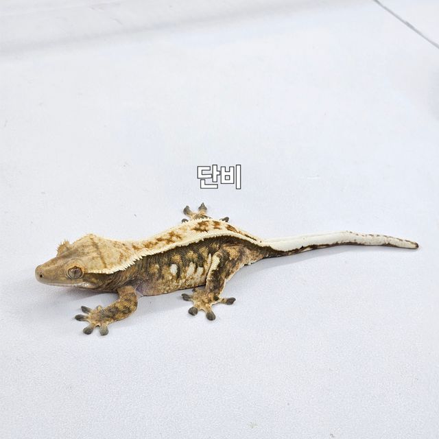 노멀 트라이