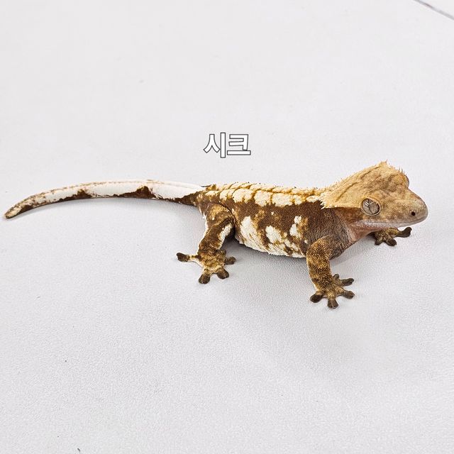 노멀 트라이 레드
