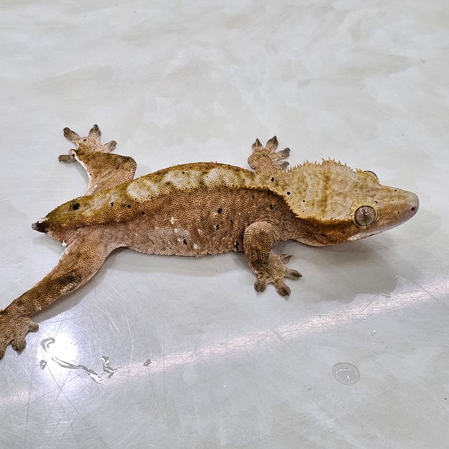 100%헷아잔틱