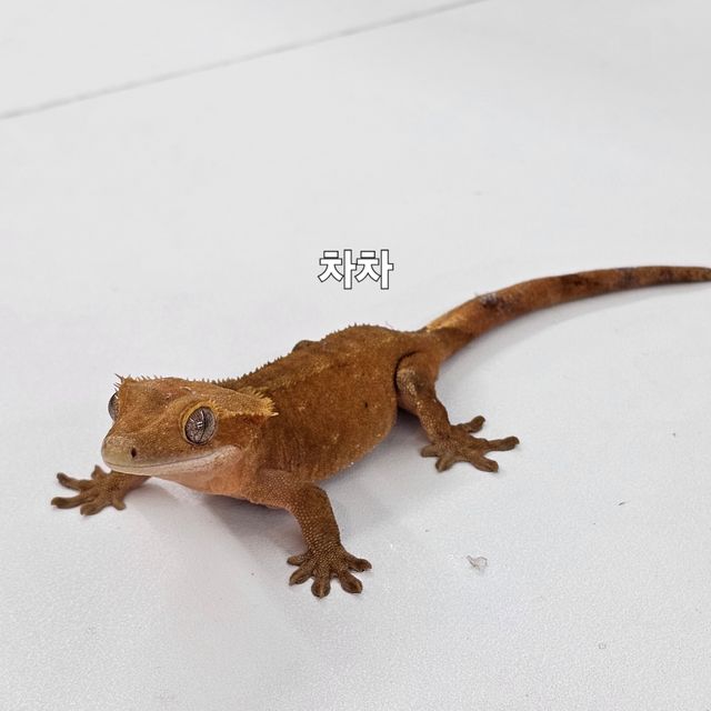 노멀