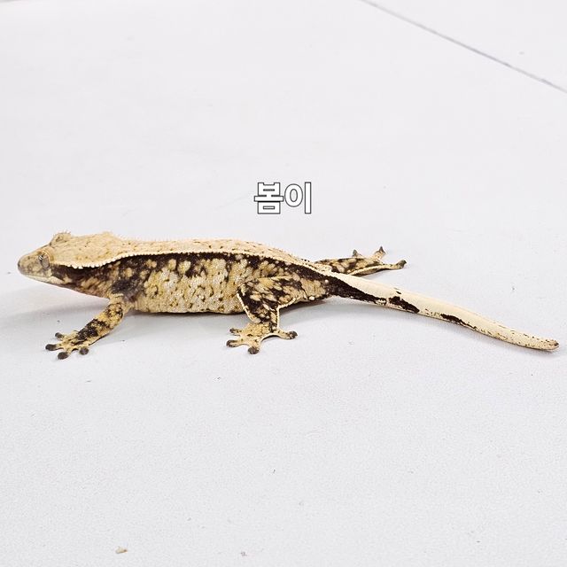 노멀 트라이 익스트림할리퀸