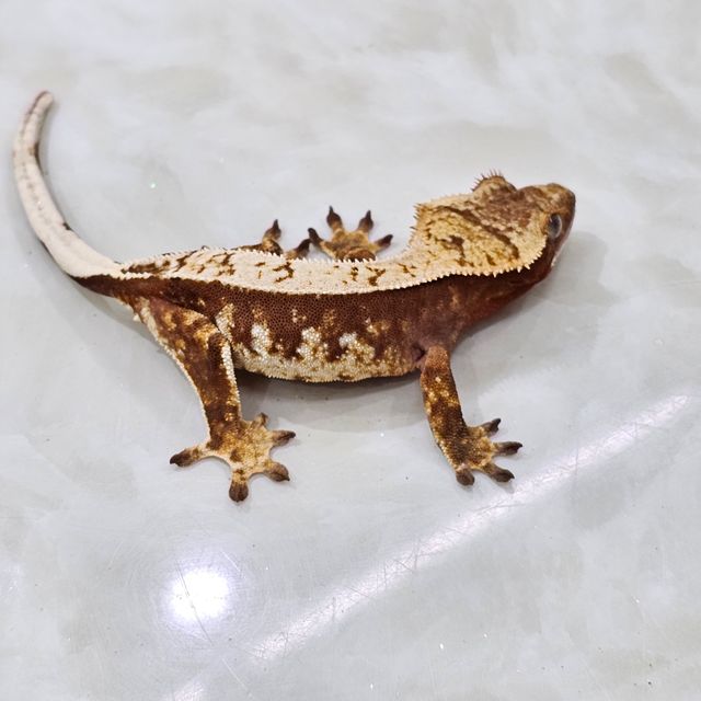 노멀 레드