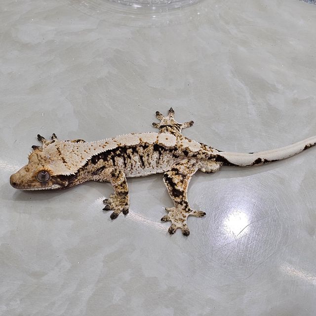 노멀