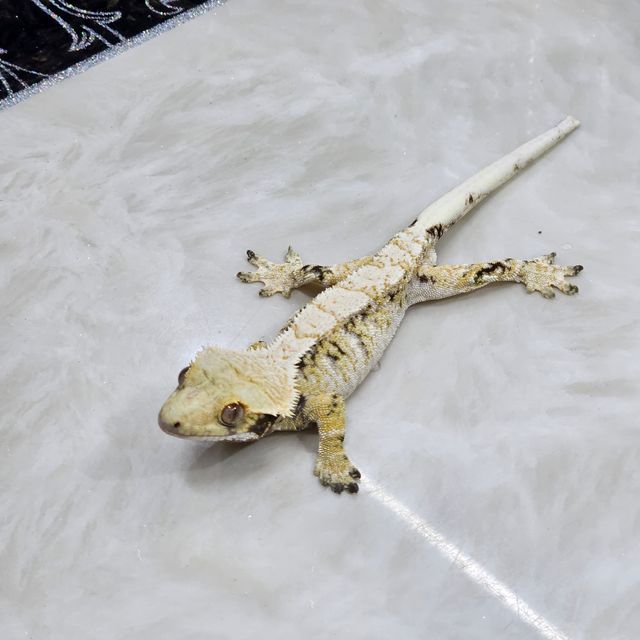 노멀 트라이 익스트림할리퀸