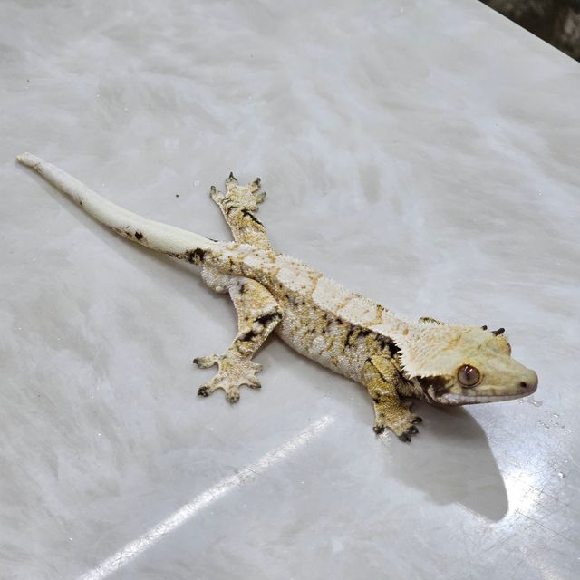 노멀 트라이 익스트림할리퀸
