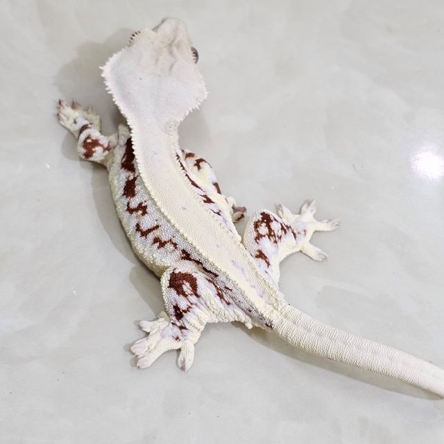 레드 릴리화이트