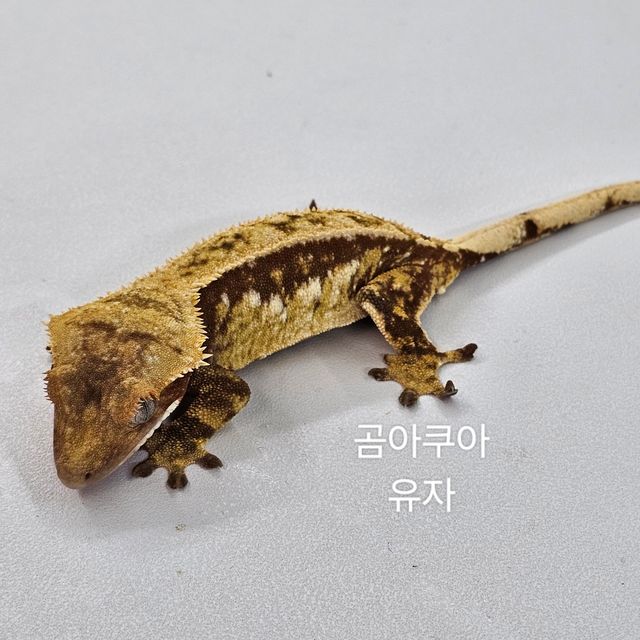 노멀