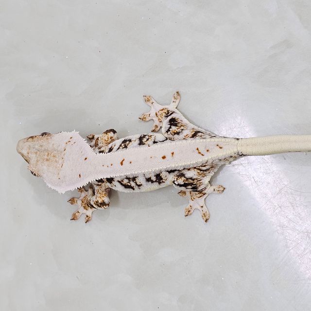 릴리화이트