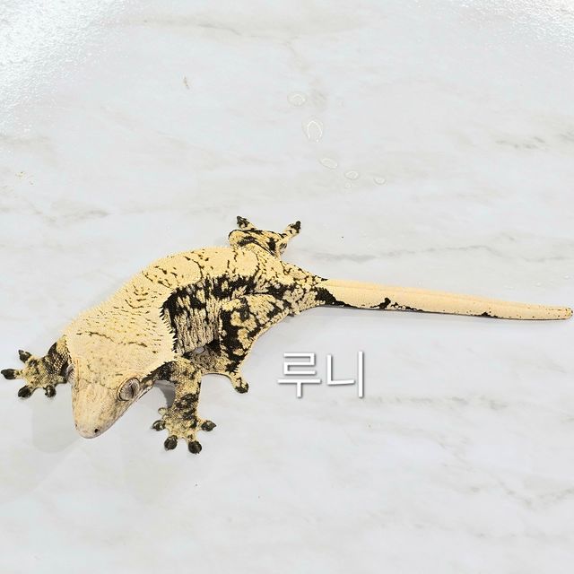 노멀 익스트림할리퀸 드리피