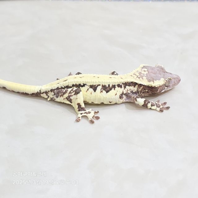 프라푸치노