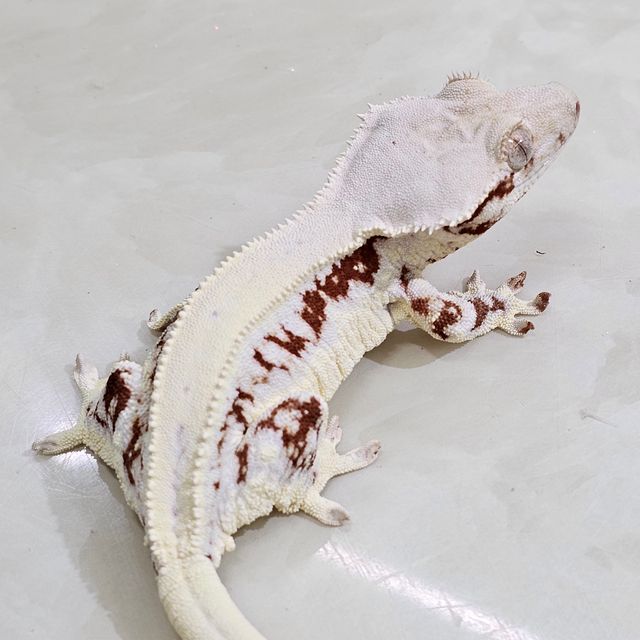 레드 릴리화이트