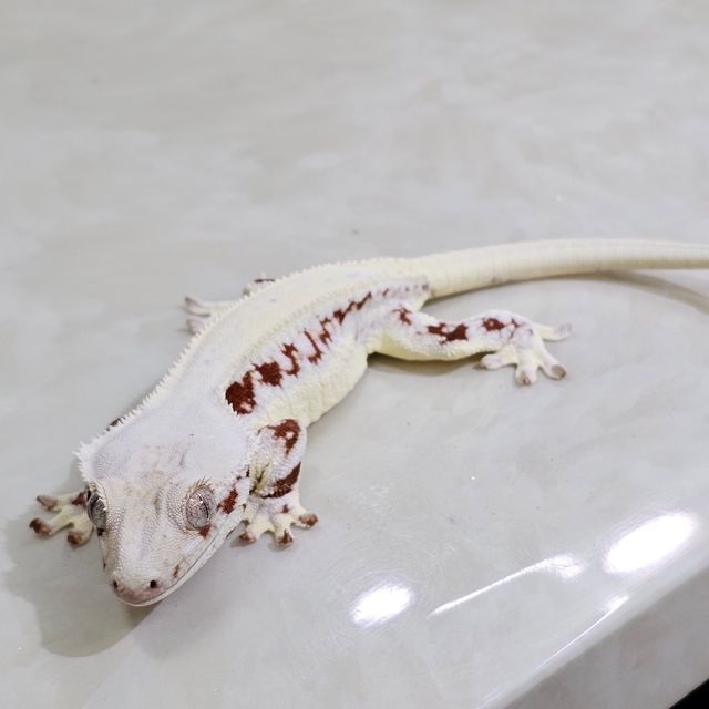 레드 릴리화이트