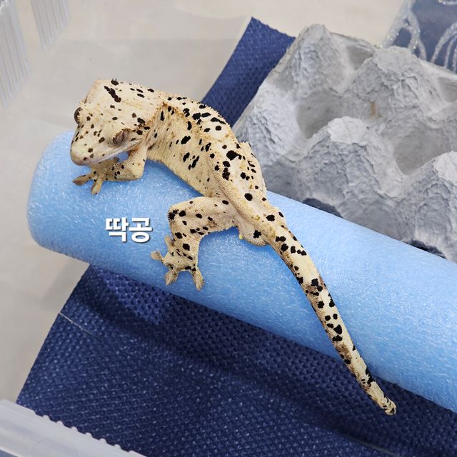 노멀 슈퍼달마시안