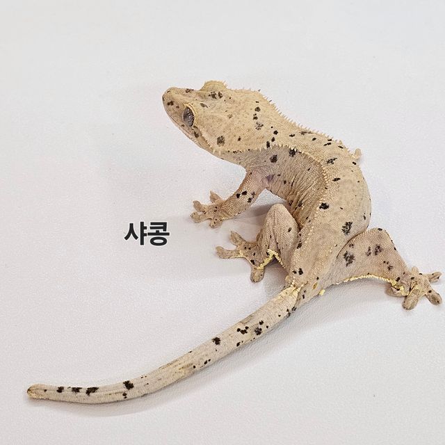 노멀 슈퍼달마시안