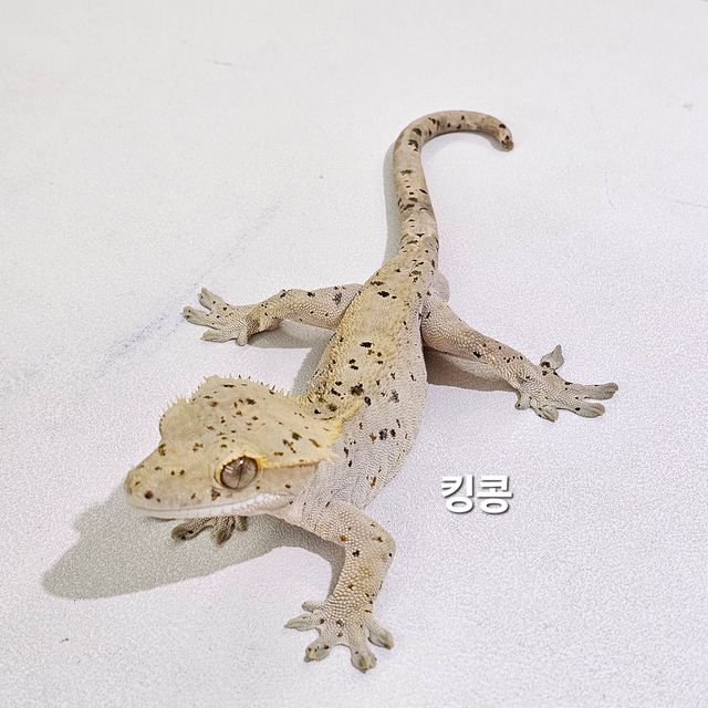 노멀 슈퍼달마시안