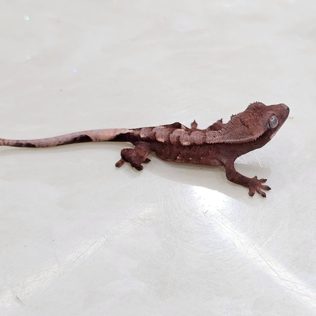 초초